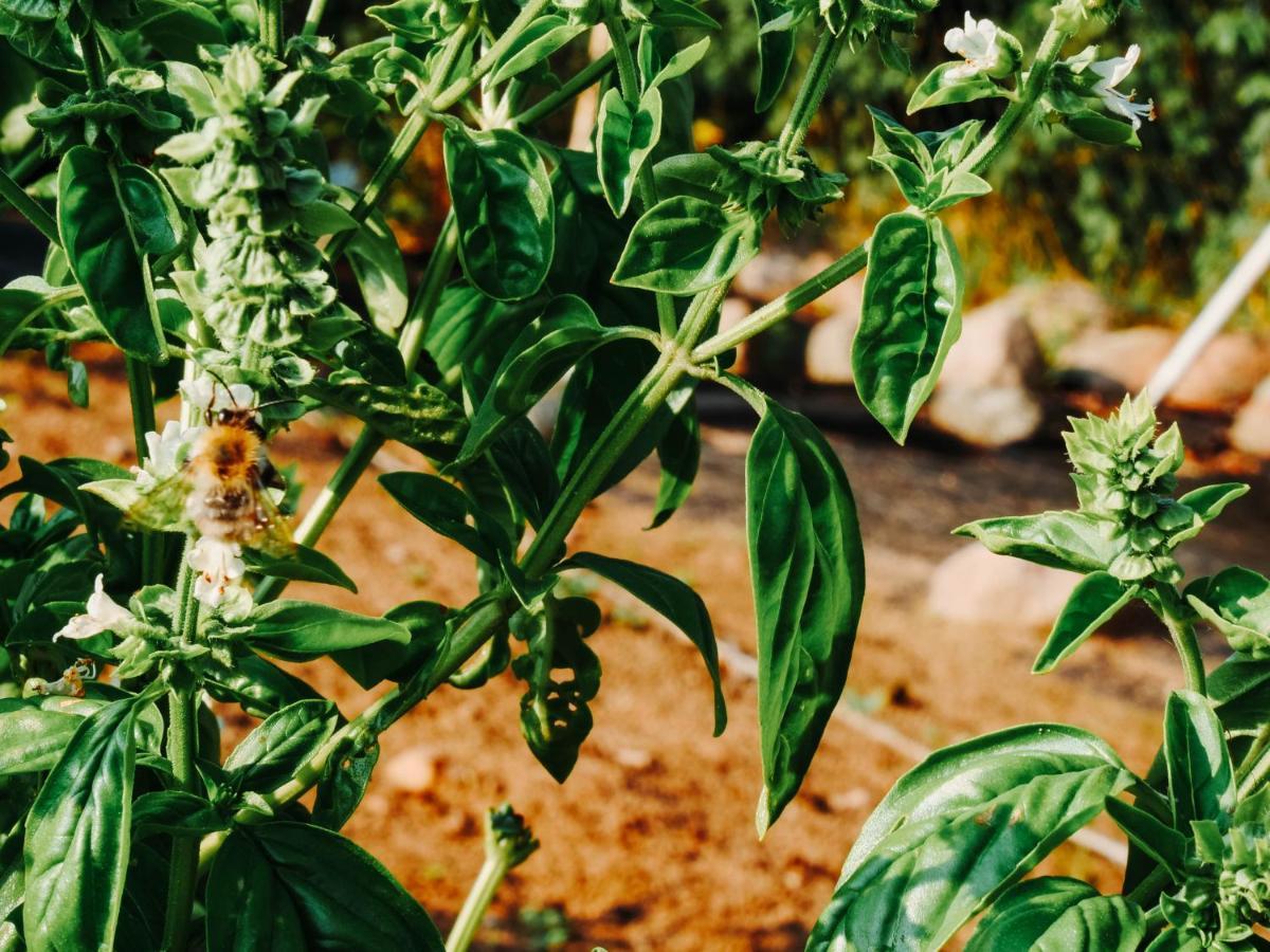 Gospodarstwo Agroturystyczne Anielin Okonek Ngoại thất bức ảnh