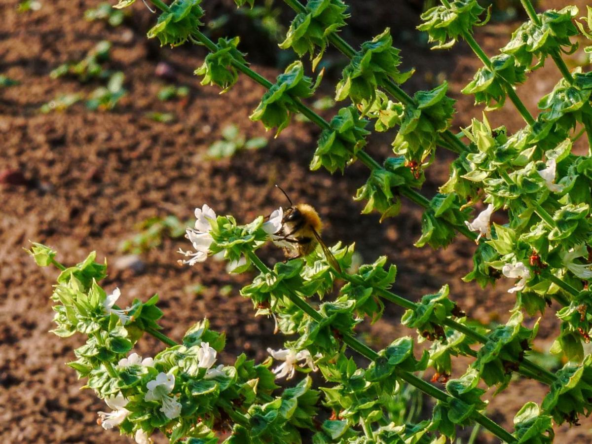 Gospodarstwo Agroturystyczne Anielin Okonek Ngoại thất bức ảnh